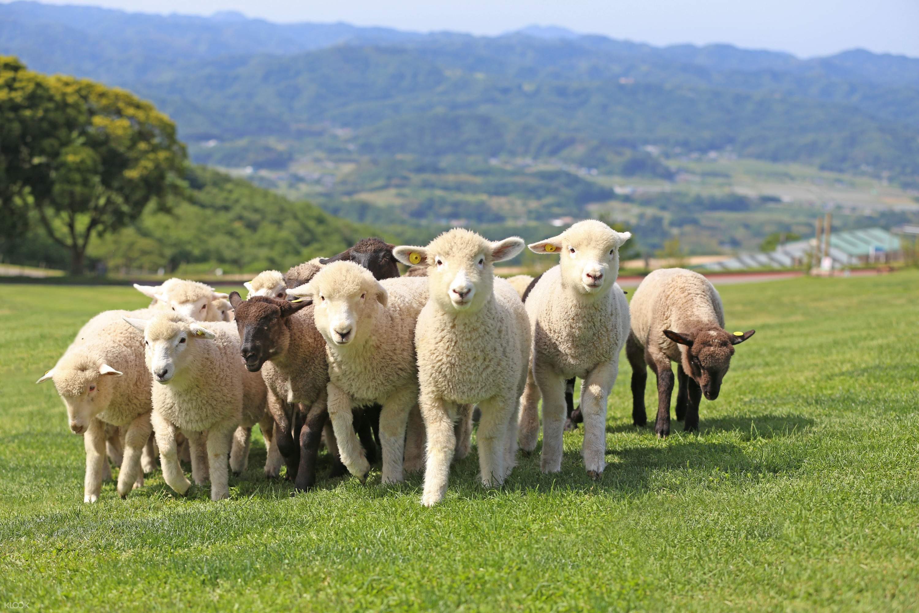 Chiba Mother Farm Ticket Tokyo Japan Klook Us